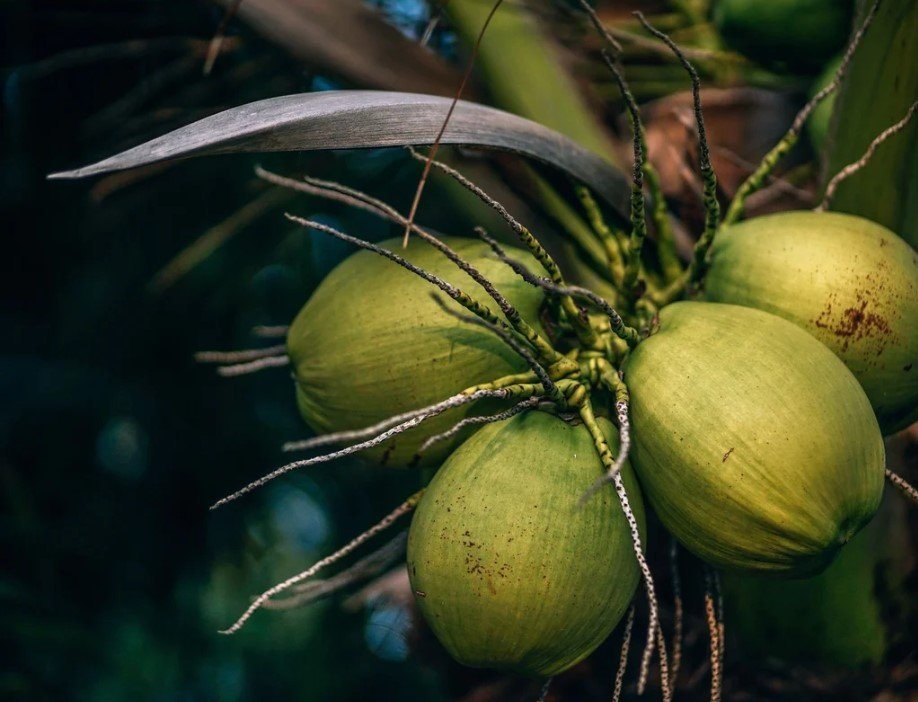 Young green coconuts growing on the palm